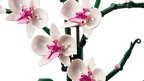 LEGO® Orchid (10311) – Botanical Collection Flower Display