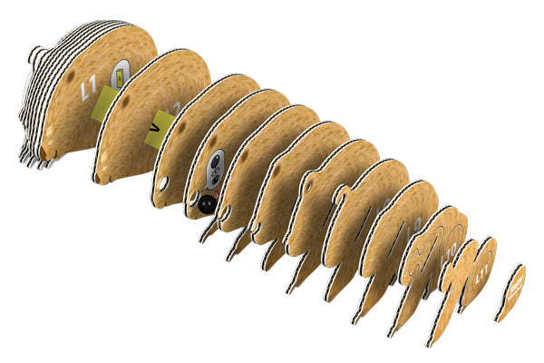 EUGY Wombat 3D Puzzle