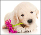 Puppy Torch and Projector
