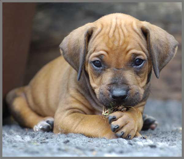 Puppy Torch and Projector