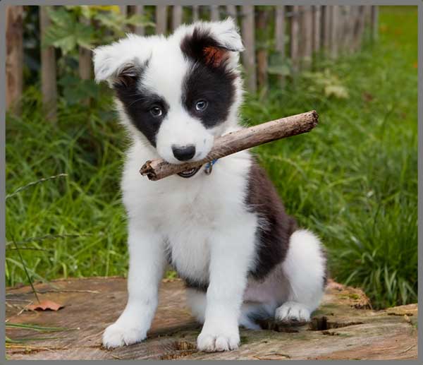 Puppy Torch and Projector
