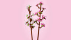LEGO Decorative cherry blossom branches with pink and white flowers on a pink background