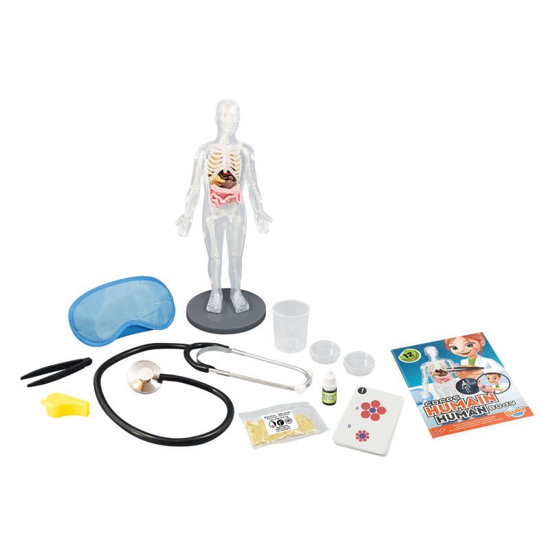 Glowing phosphorescent skeleton model in the dark.