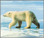 Animal Torch and Projector